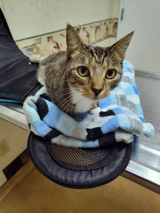 VCA Boulevard Animal Hospital Picture 7