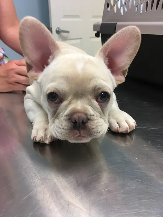 Misty Vistas Pet Hospital Picture 7