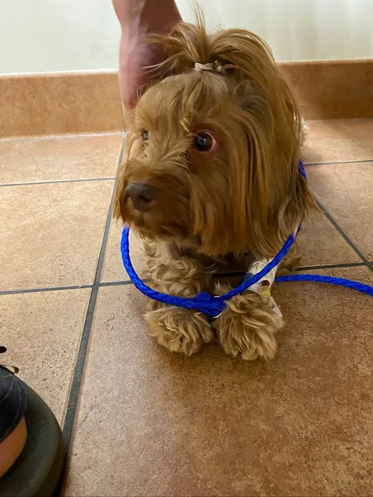 Kings Veterinary Hospital Picture 3