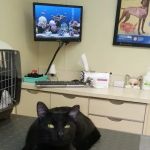 TLC Pet Care Centers