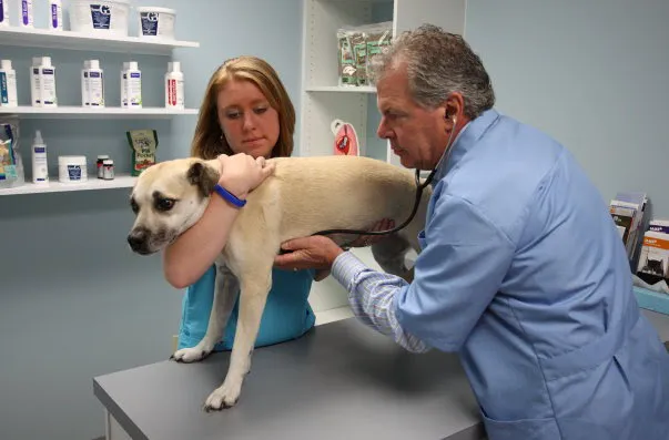 PetCare Animal Hospital Picture 7