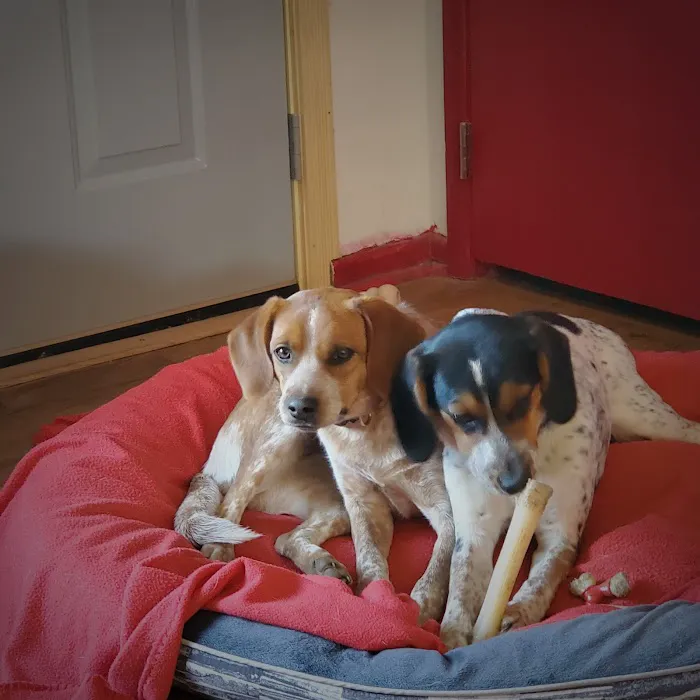 PetCare Animal Hospital Picture 2