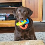 PetCare Animal Hospital