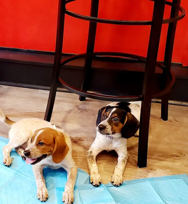 PetCare Animal Hospital Picture 3