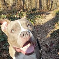 Advanced Internal Medicine for Pets ico