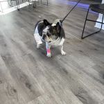 Animal Eye Institute of Cincinnati: Haeussler D J DVM