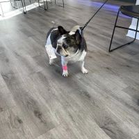 Animal Eye Institute of Cincinnati: Haeussler D J DVM ico