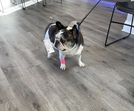 Animal Eye Institute of Cincinnati: Haeussler D J DVM