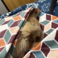 My Pet's Vet Mason ico