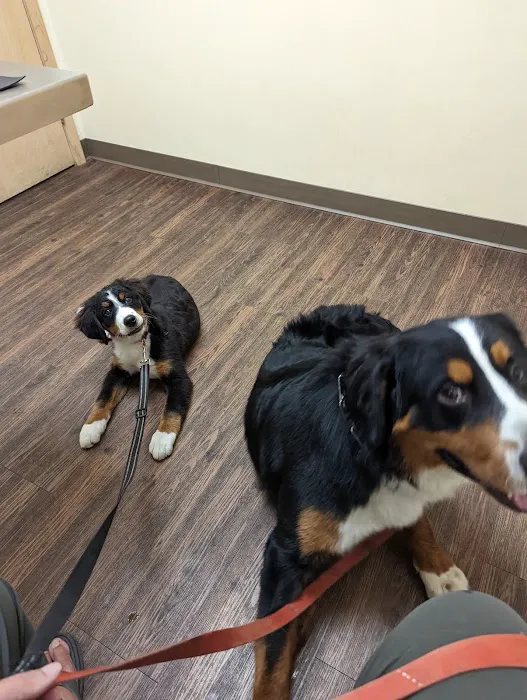 My Pet's Vet Mason Picture 5