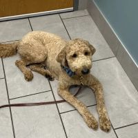 Hopewell Animal Hospital ico