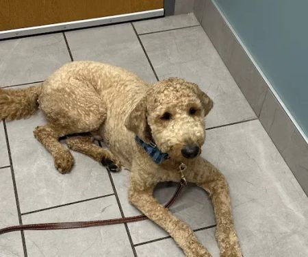 Hopewell Animal Hospital