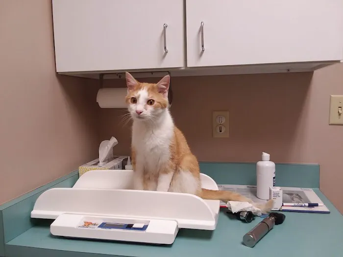 Hopewell Animal Hospital Picture 7