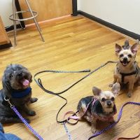Warm Animal Hospital ico