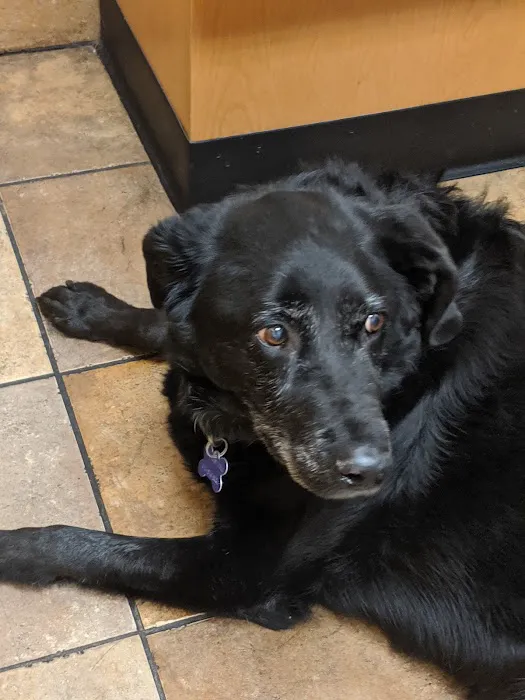 Banfield Pet Hospital Picture 6