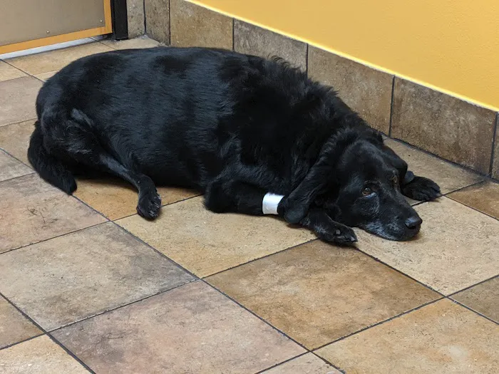 Banfield Pet Hospital Picture 9