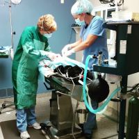 Mason Family Pet Hospital ico