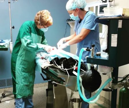 Mason Family Pet Hospital