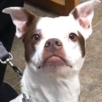 Mason Animal Hospital ico