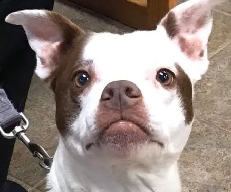 Mason Animal Hospital