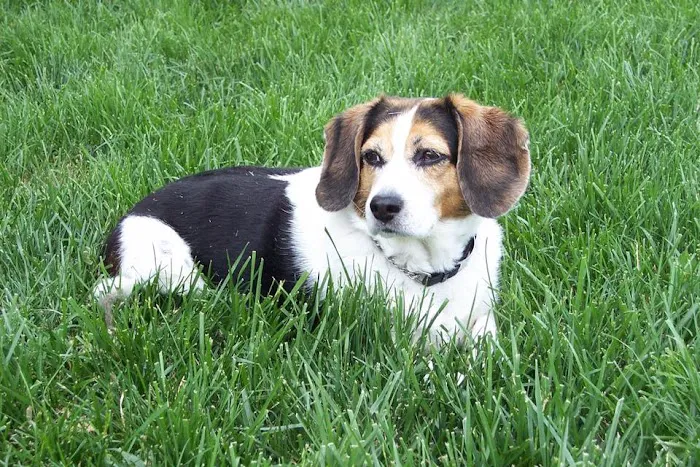 Mason Animal Hospital Picture 8