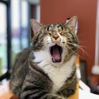 Lifetime Pet Center - New Richmond ico