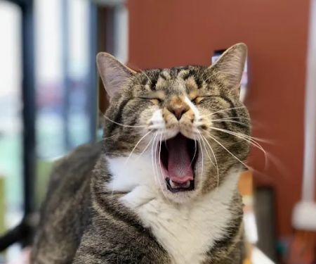 Lifetime Pet Center - New Richmond