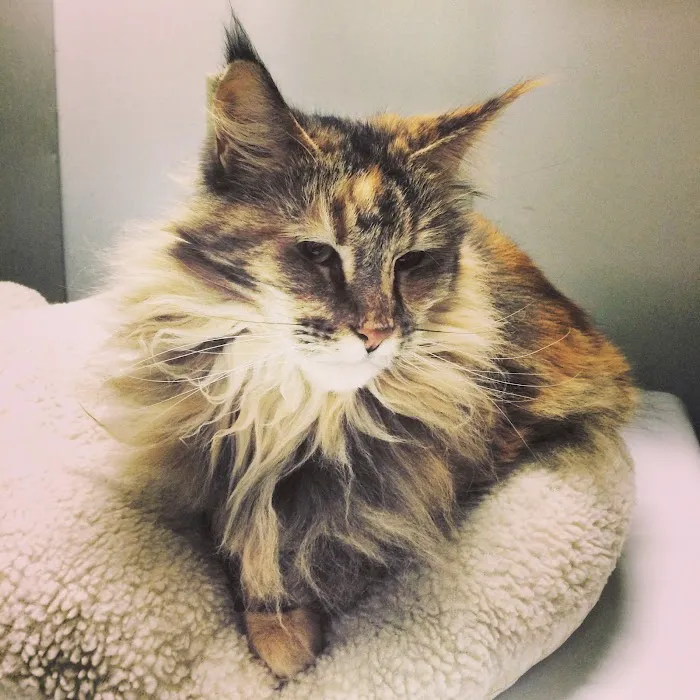 Lifetime Pet Center - New Richmond Picture 10