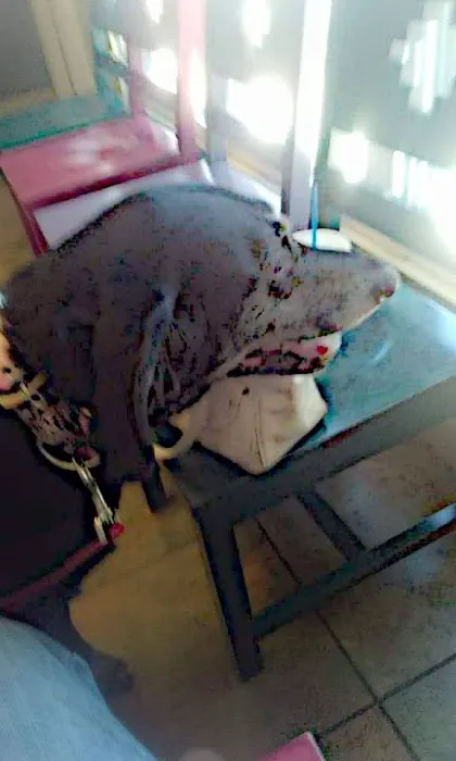 Park Plaza Animal Hospital Picture 1