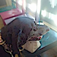 Park Plaza Animal Hospital ico