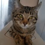 Fleming County Animal Hospital