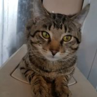 Fleming County Animal Hospital ico