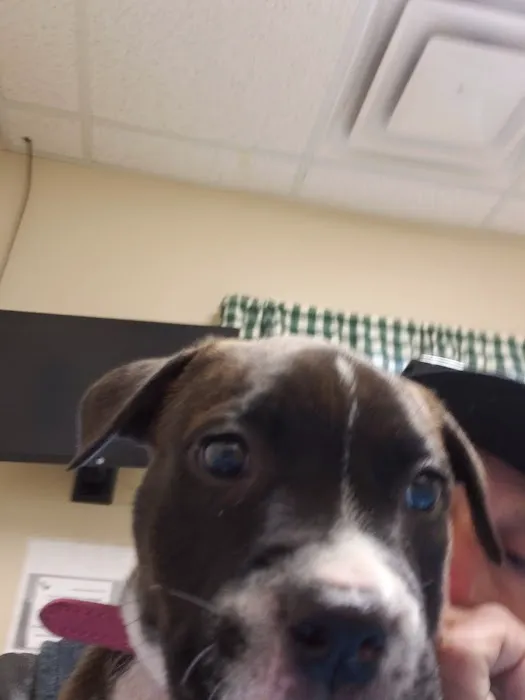 Fleming County Animal Hospital Picture 5
