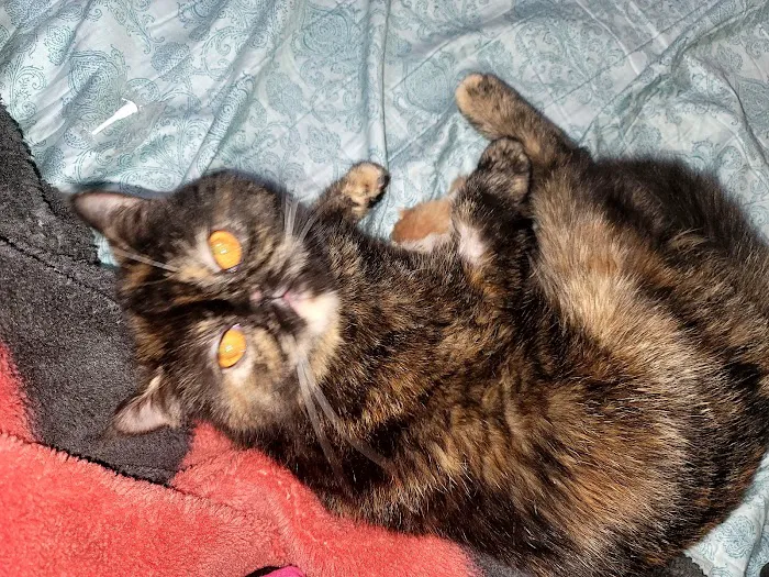 Fleming County Animal Hospital Picture 10
