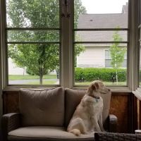 Buck Gardens Animal Hospital ico