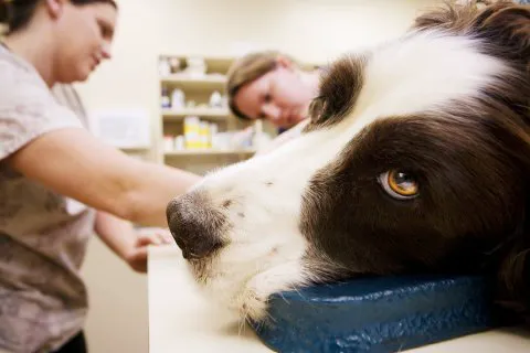 The Pet Clinic of Urbana Picture 1