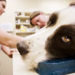 The Pet Clinic of Urbana