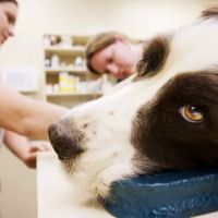 The Pet Clinic of Urbana ico