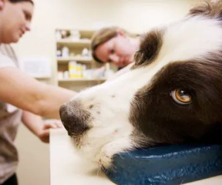 The Pet Clinic of Urbana