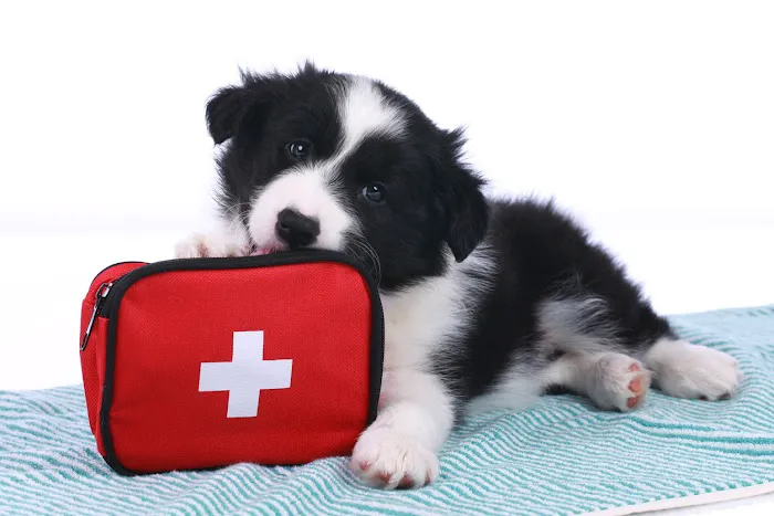 The Pet Clinic of Urbana Picture 3