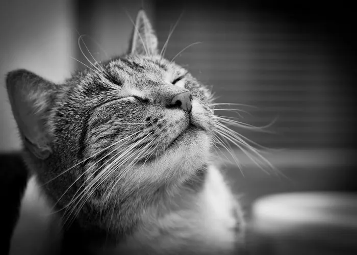 The Pet Clinic of Urbana Picture 4