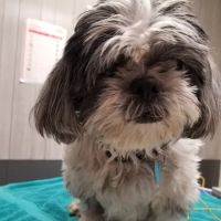 Urbana Veterinary Clinic ico