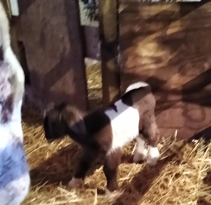 Rocky Knoll Large Animal Veterinary Services Picture 1