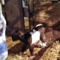 Rocky Knoll Large Animal Veterinary Services ico