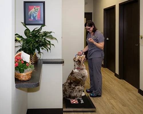 Faithful Friends Veterinary Clinic and Cat Specialty Center Picture 2
