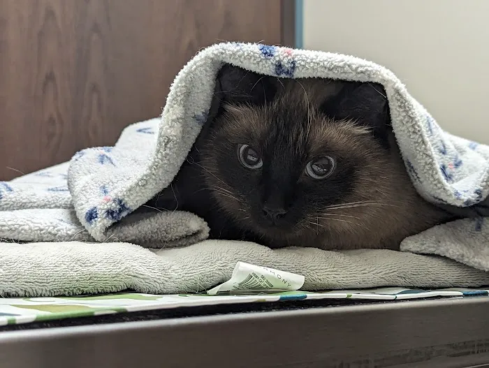 Faithful Friends Veterinary Clinic and Cat Specialty Center Picture 4