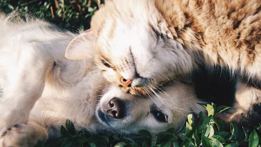 Faithful Friends Veterinary Clinic and Cat Specialty Center Picture 8