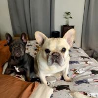 Darby Creek Veterinary Clinic, LLC ico