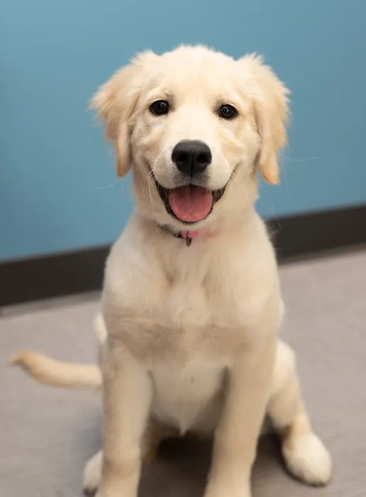 Pets First Veterinary Clinic Picture 1