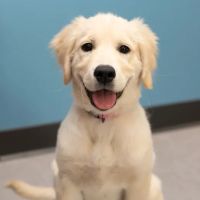Pets First Veterinary Clinic ico